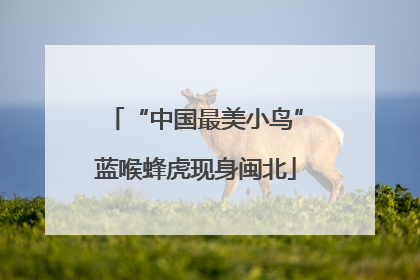 “中国最美小鸟”蓝喉蜂虎现身闽北