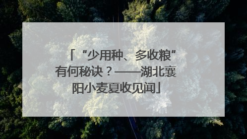 “少用种、多收粮”有何秘诀？——湖北襄阳小麦夏收见闻