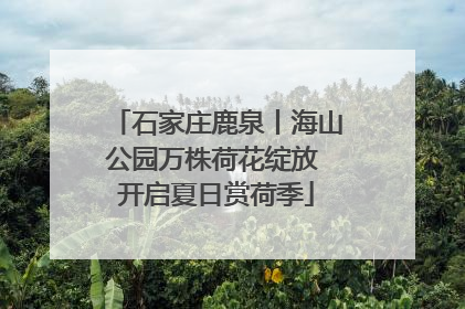 石家庄鹿泉丨海山公园万株荷花绽放 开启夏日赏荷季