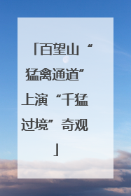 百望山“猛禽通道”上演“千猛过境”奇观