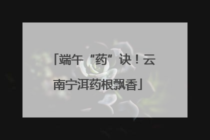端午“药”诀！云南宁洱药根飘香