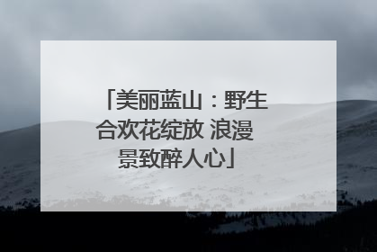 美丽蓝山：野生合欢花绽放 浪漫景致醉人心