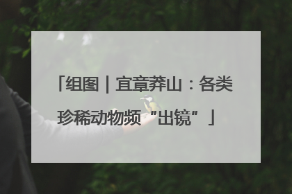 组图｜宜章莽山：各类珍稀动物频“出镜”