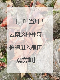 一叶当舟！云南这种神奇植物进入最佳观赏期
