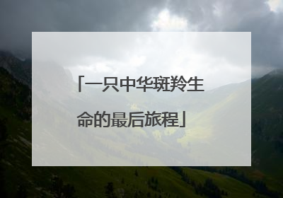 一只中华斑羚生命的最后旅程