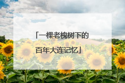 一棵老槐树下的百年大连记忆