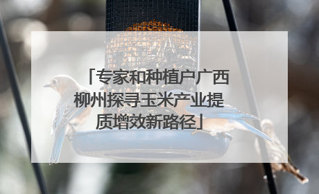 专家和种植户广西柳州探寻玉米产业提质增效新路径