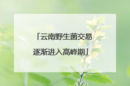 云南野生菌交易逐渐进入高峰期