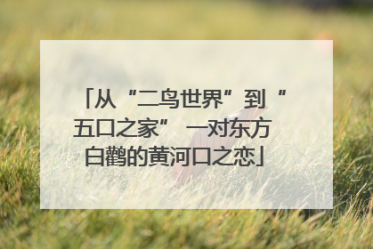 从“二鸟世界”到“五口之家” 一对东方白鹳的黄河口之恋
