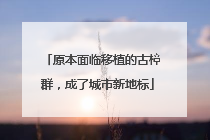 原本面临移植的古樟群，成了城市新地标