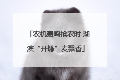 农机轰鸣抢农时 湖滨“开镰”麦飘香