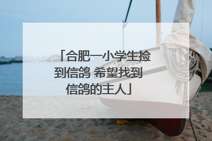 合肥一小学生捡到信鸽 希望找到信鸽的主人