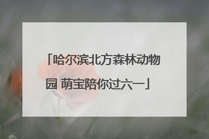哈尔滨北方森林动物园 萌宝陪你过六一