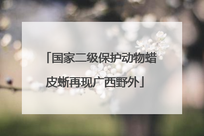 国家二级保护动物蜡皮蜥再现广西野外
