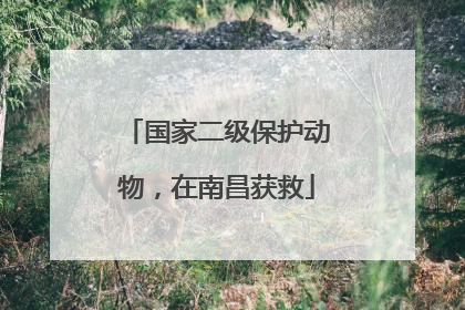 国家二级保护动物，在南昌获救
