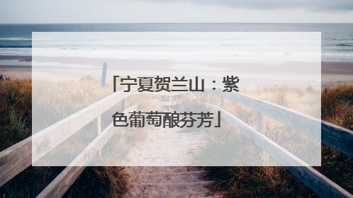 宁夏贺兰山：紫色葡萄酿芬芳