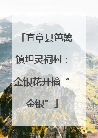 宜章县笆篱镇坦灵祠村：金银花开摘“金银”