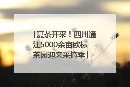 夏茶开采！四川通江5000余亩欧标茶园迎来采摘季
