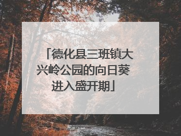 德化县三班镇大兴岭公园的向日葵进入盛开期