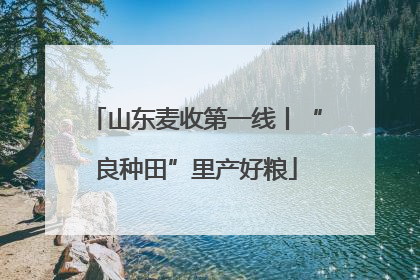 山东麦收第一线丨“良种田”里产好粮