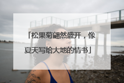 松果菊翩然盛开，像夏天写给大地的情书