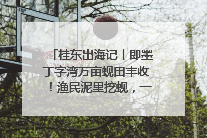 桂东出海记丨即墨丁字湾万亩蚬田丰收！渔民泥里挖蚬，一天上岸过千斤