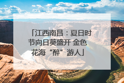 江西南昌：夏日时节向日葵盛开 金色花海“醉”游人