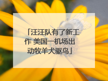 汪汪队有了新工作 美国一机场出动牧羊犬驱鸟