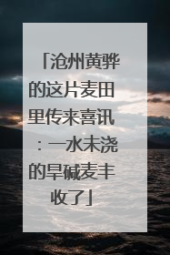 沧州黄骅的这片麦田里传来喜讯：一水未浇的旱碱麦丰收了