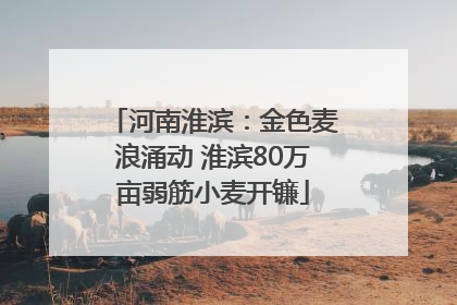 河南淮滨：金色麦浪涌动 淮滨80万亩弱筋小麦开镰