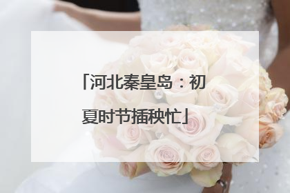 河北秦皇岛：初夏时节插秧忙