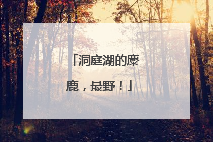 洞庭湖的麋鹿，最野！