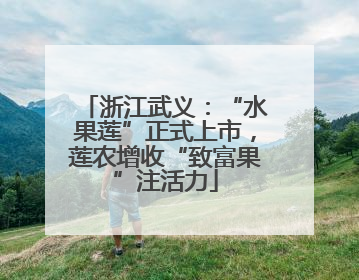 浙江武义：“水果莲”正式上市，莲农增收“致富果”注活力