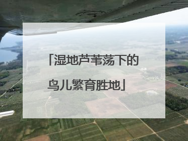 湿地芦苇荡下的鸟儿繁育胜地