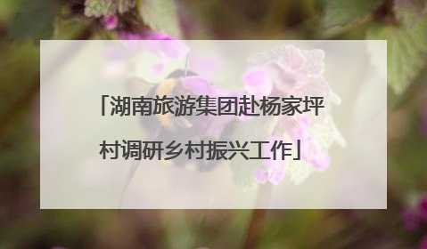 湖南旅游集团赴杨家坪村调研乡村振兴工作