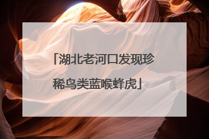 湖北老河口发现珍稀鸟类蓝喉蜂虎