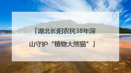 湖北长阳农民38年深山守护“植物大熊猫”