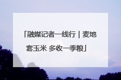 融媒记者一线行｜麦地套玉米 多收一季粮