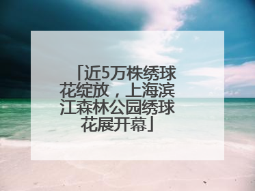 近5万株绣球花绽放，上海滨江森林公园绣球花展开幕