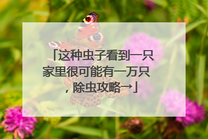 这种虫子看到一只家里很可能有一万只，除虫攻略→