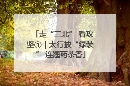 走“三北” 看攻坚①｜太行披“绿装” 连翘药茶香