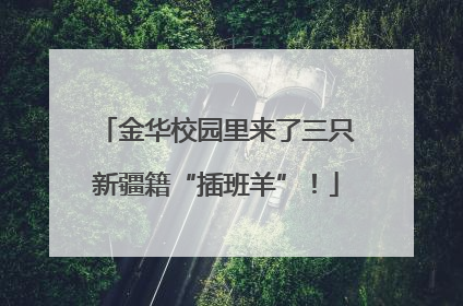 金华校园里来了三只新疆籍“插班羊”！