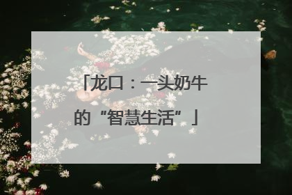 龙口：一头奶牛的“智慧生活”