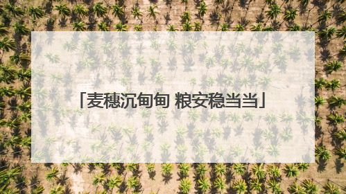 麦穗沉甸甸 粮安稳当当