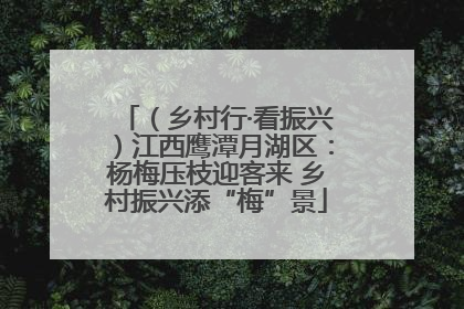 （乡村行·看振兴）江西鹰潭月湖区：杨梅压枝迎客来 乡村振兴添“梅”景